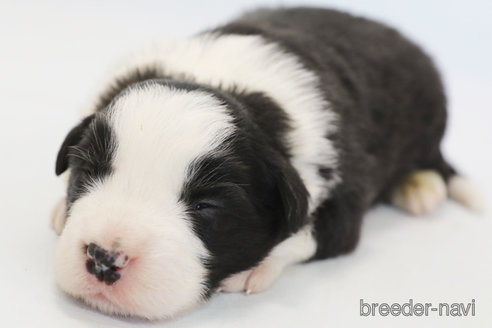 成約済の神奈川県のボーダーコリー-372871の7枚目